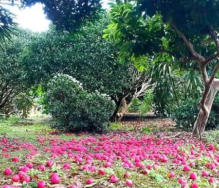 Quinta Das Ras Ponta Delgada  Exterior photo