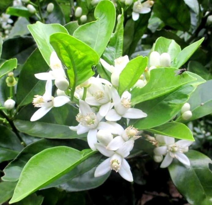 Quinta Ras