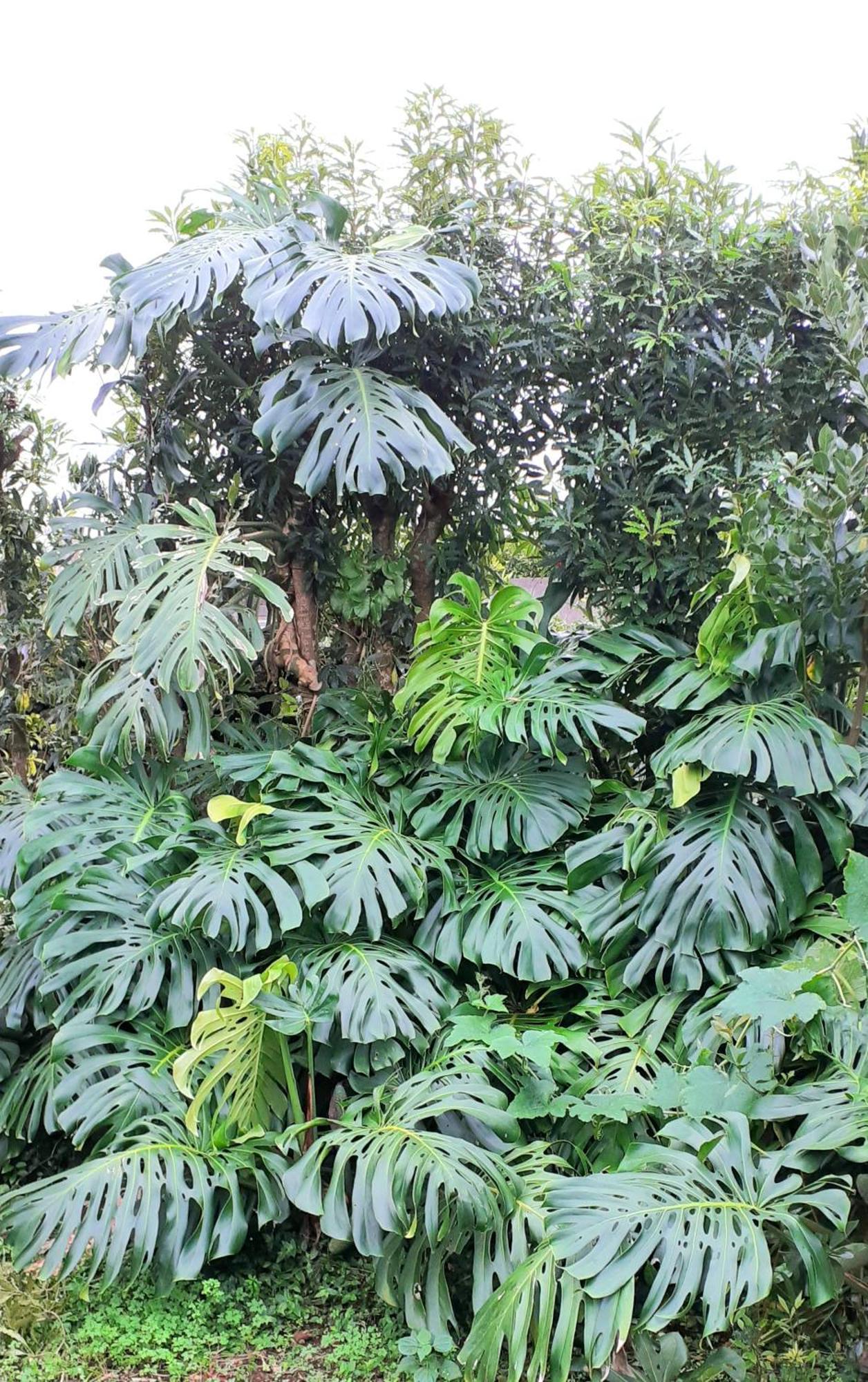 Quinta Ras Ponta Delgada (Sao Miguel)